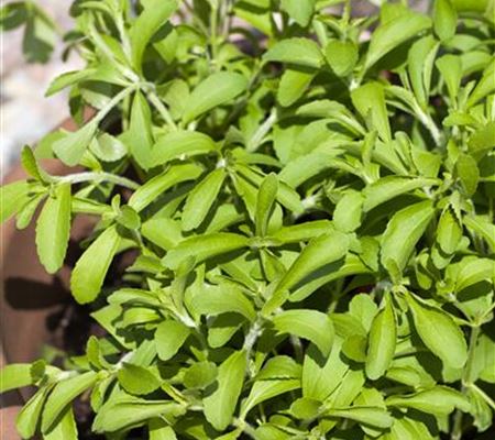 Stevia rebaudiana