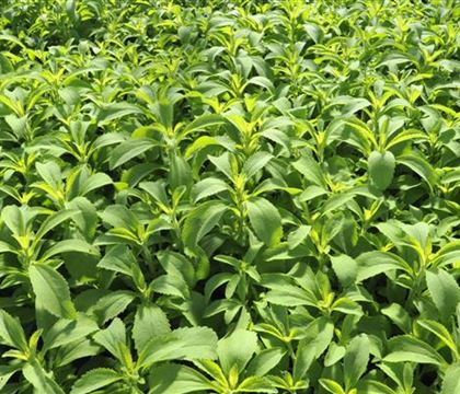 Stevia rebaudiana