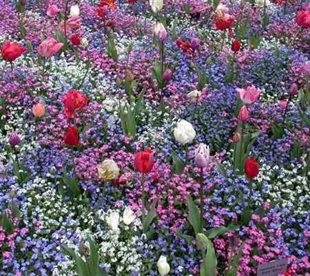 Die Frühblüher – Stars und Sternchen im Frühling Die Frühblüher – Stars und Sternchen im Frühling