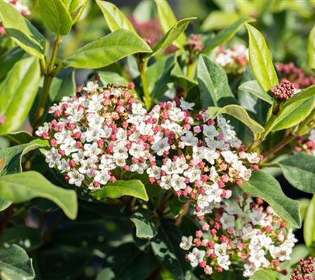 Viburnum tinus 'Gwenllian' Viburnum tinus 'Gwenllian'