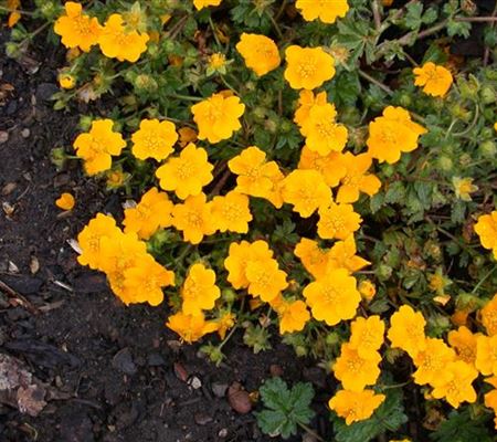 Potentilla crantzii 'Goldrausch' Potentilla crantzii 'Goldrausch'