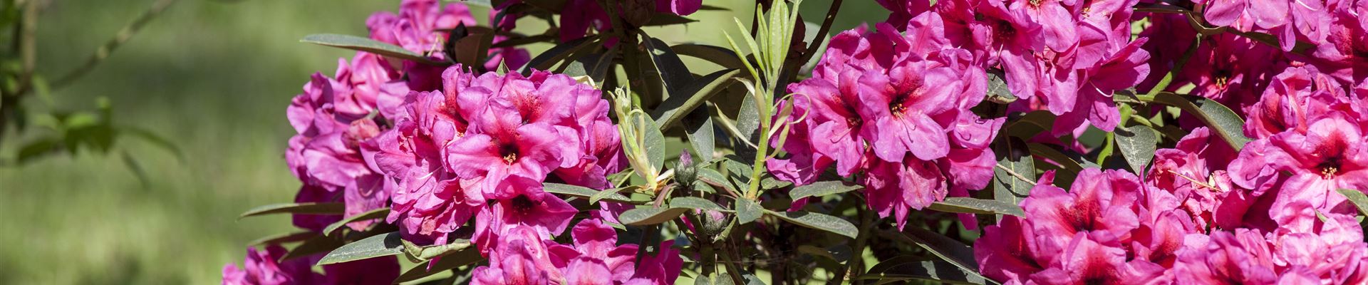 GS428998.jpg GS428998.jpg