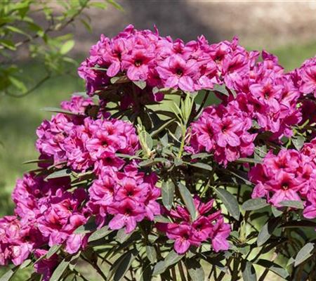 Verjüngungsschnitt vom Rhododendron Verjüngungsschnitt vom Rhododendron