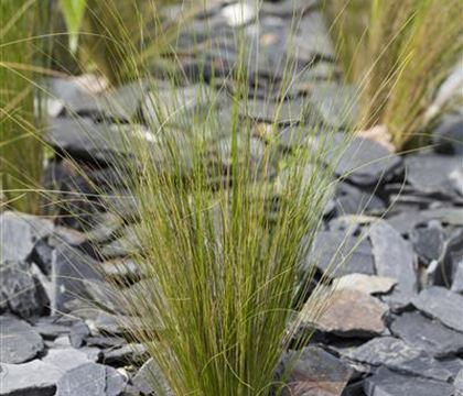 Stipa tenuissima Stipa tenuissima