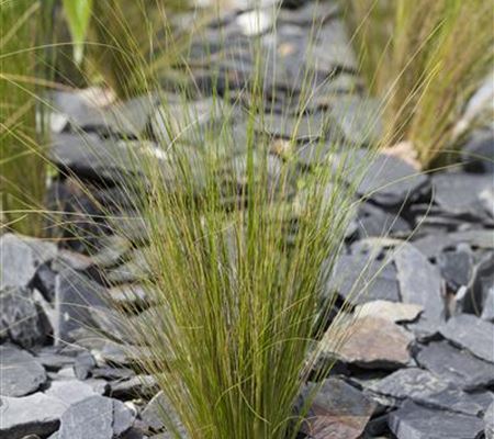 Stipa tenuissima Stipa tenuissima