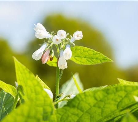 Symphytum grandiflorum 'Hidcote Blue' Symphytum grandiflorum 'Hidcote Blue'