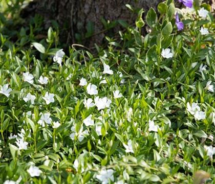 Vinca minor 'Alba' Vinca minor 'Alba'