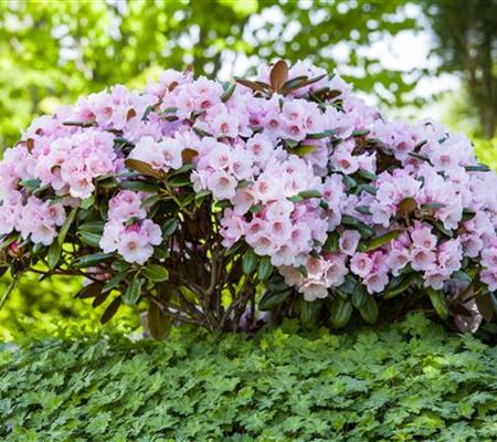 Der Rhododendron – der Strauch mit den prächtigen Blüten Der Rhododendron – der Strauch mit den prächtigen Blüten