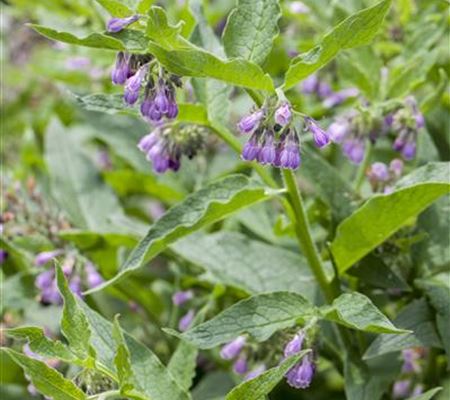 Symphytum officinale Symphytum officinale
