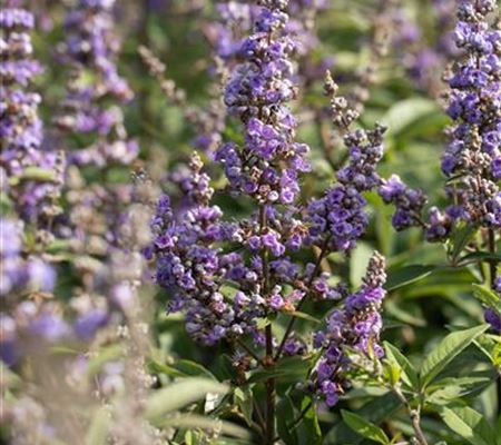 Vitex agnus-castus Vitex agnus-castus