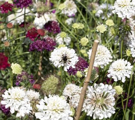 Scabiosa caucasica 'Perfecta Alba' Scabiosa caucasica 'Perfecta Alba'