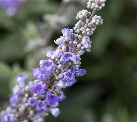 Vitex agnus-castus f. latifolia Vitex agnus-castus f. latifolia
