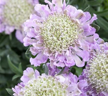 Scabiosa columbaria 'Pink Mist'