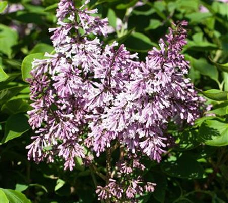 Syringa patula 'Miss Kim' Syringa patula 'Miss Kim'