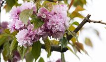 Japanische Kirsche