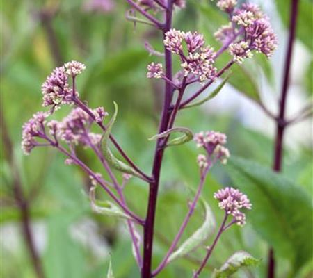 Rodgersia pinnata