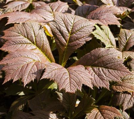 Rodgersia podophylla 'Rotlaub'