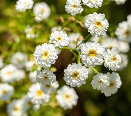 Tanacetum parthenium Tanacetum parthenium