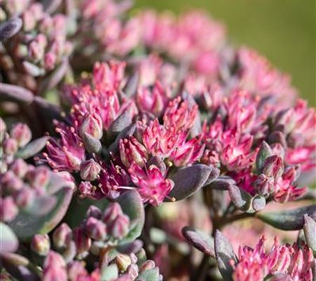 Sedum cauticola 'Robustum'