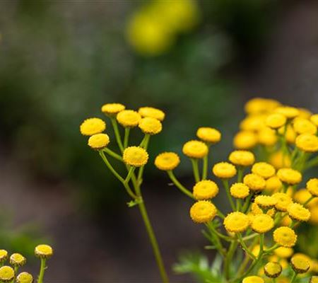 Tanacetum vulgare Tanacetum vulgare