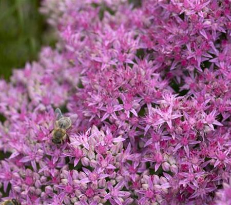 Sedum spectabile 'Carl'
