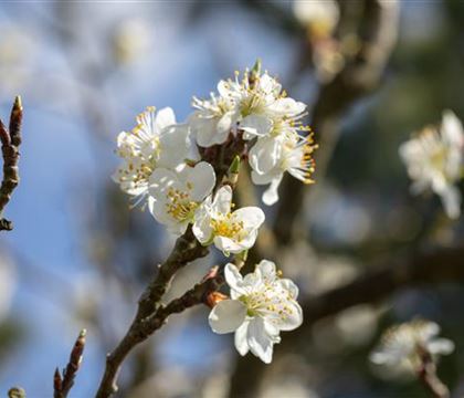 Prunus spinosa