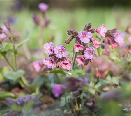 Pulmonaria officinalis Pulmonaria officinalis