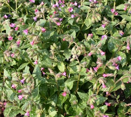Pulmonaria saccharata 'Mrs Moon' Pulmonaria saccharata 'Mrs Moon'
