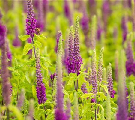 Teucrium lucidrys (x)