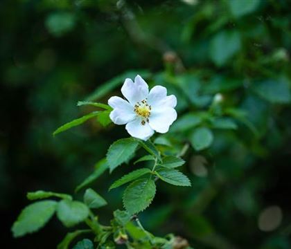 Rosa agrestis Rosa agrestis