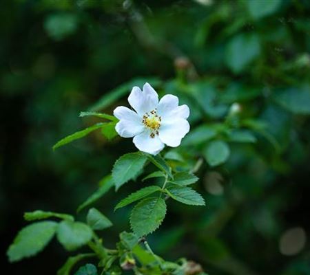 Rosa arvensis