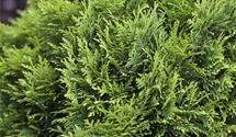 Thuja, Lebensbaum, Zwergform