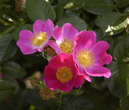 Rosa carolina Rosa carolina