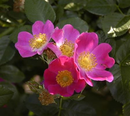 Rosa carolina Rosa carolina