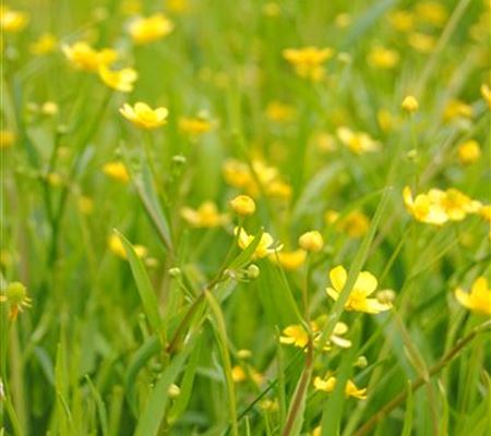 Ranunculus flammula Ranunculus flammula