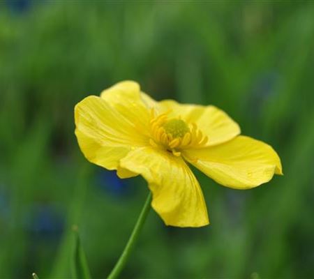 Ranunculus lingua Ranunculus lingua