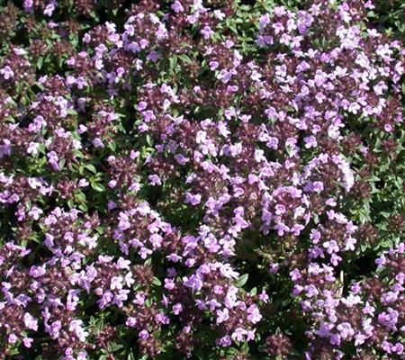 Thymus herba-barona Thymus herba-barona