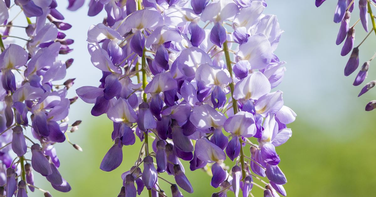 Wisteria sinensis