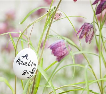 Der Garten für den Osterhasen – ein Frühlingsparadies! Der Garten für den Osterhasen – ein Frühlingsparadies!