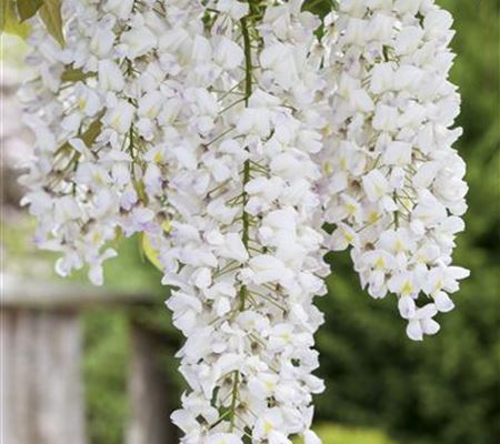 Wisteria floribunda 'Shiro-noda' Wisteria floribunda 'Shiro-noda'