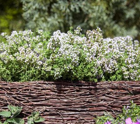 Thymus vulgaris Thymus vulgaris