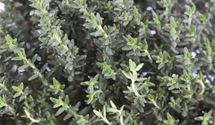 Garten-Thymian