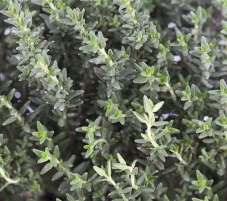 Thymus vulgaris