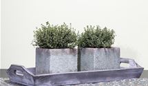 Garten-Thymian