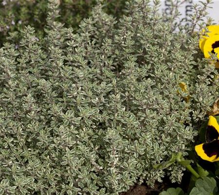 Thymus vulgaris ssp. fragrantissimus Thymus vulgaris ssp. fragrantissimus