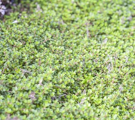 Thymus praecox 'Minor'