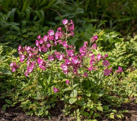 Silene dioica Silene dioica