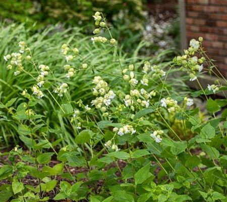 Silene maritima 'Weisskehlchen' Silene maritima 'Weisskehlchen'