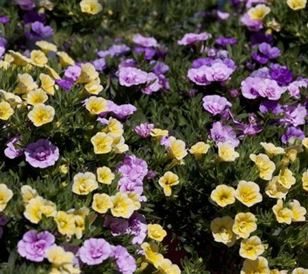 Farbe bekennen macht im Garten richtig Spass! Farbe bekennen macht im Garten richtig Spass!