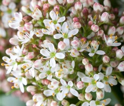 Skimmia japonica 'Fragrant Cloud' Skimmia japonica 'Fragrant Cloud'
